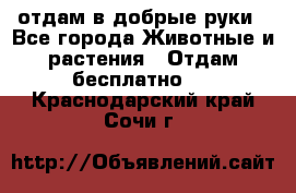 отдам в добрые руки - Все города Животные и растения » Отдам бесплатно   . Краснодарский край,Сочи г.